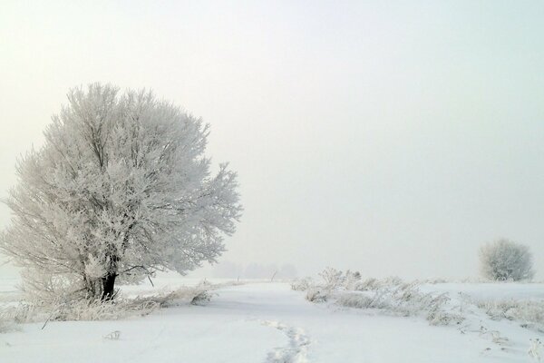 Matin d hiver. Brouillard et neige