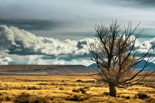 Landschaft in Neuseeland. Baum, Steppe, Berge