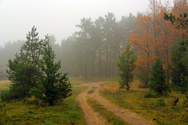 Nature enchanteresse, route dans la forêt