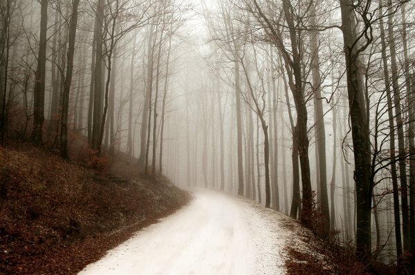 Niebla en un día de invierno en el bosque