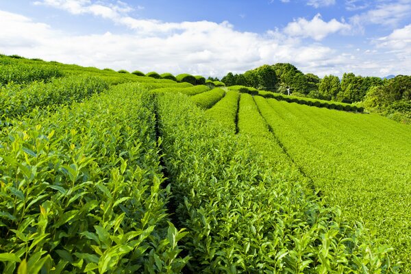 Schmale Wege in einer grünen Teeplantage