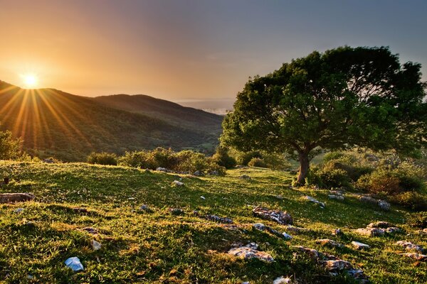 A tree on a hill in the rays of the sunset