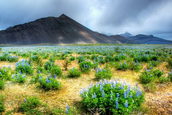 Landscape flowers on a field against a mountain background