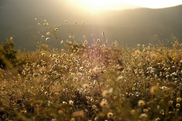 Lichtung in der Sonne