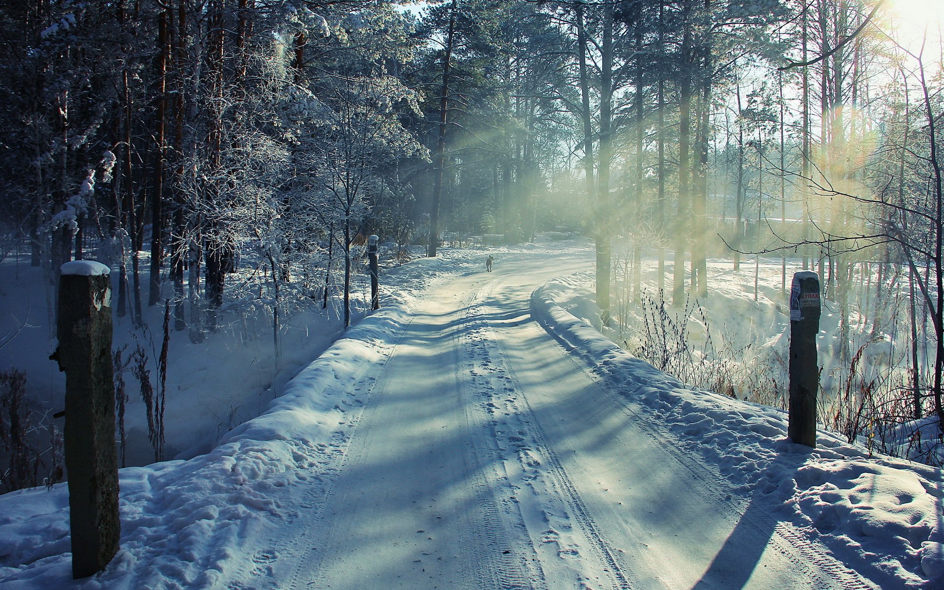 winter wald straße schnee hund landschaft