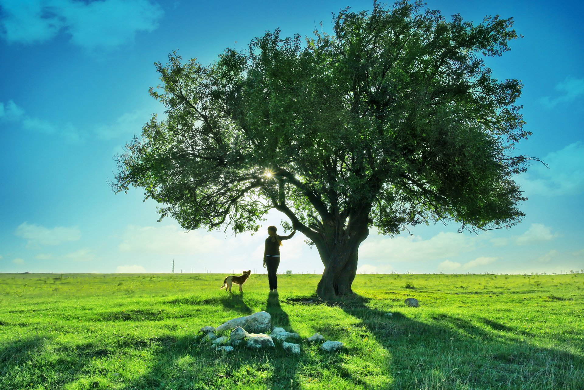 dog tree girl teenager nature landscape sky clouds girl wonderful earth dreamy lovely dreamy field green grass puppy grass pup