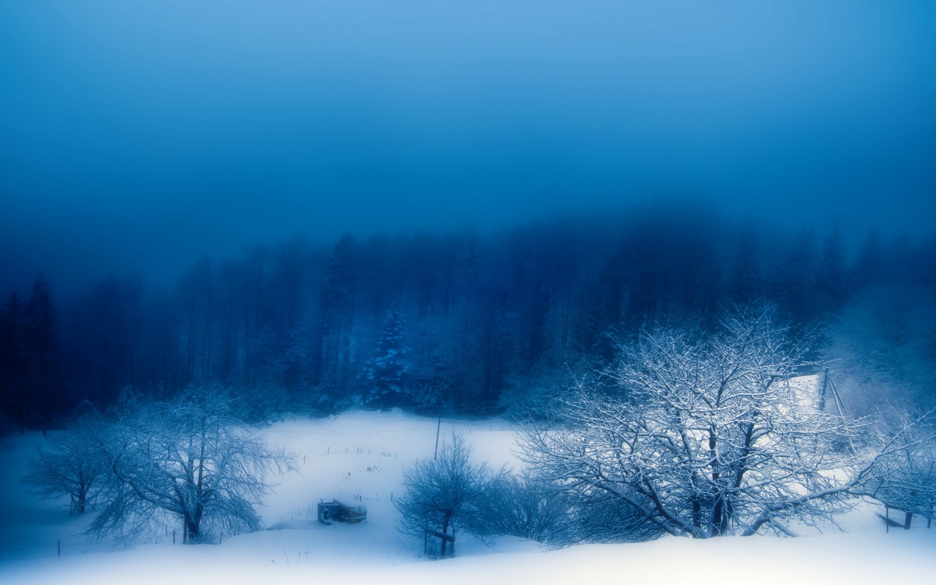 winter fog snow night nature