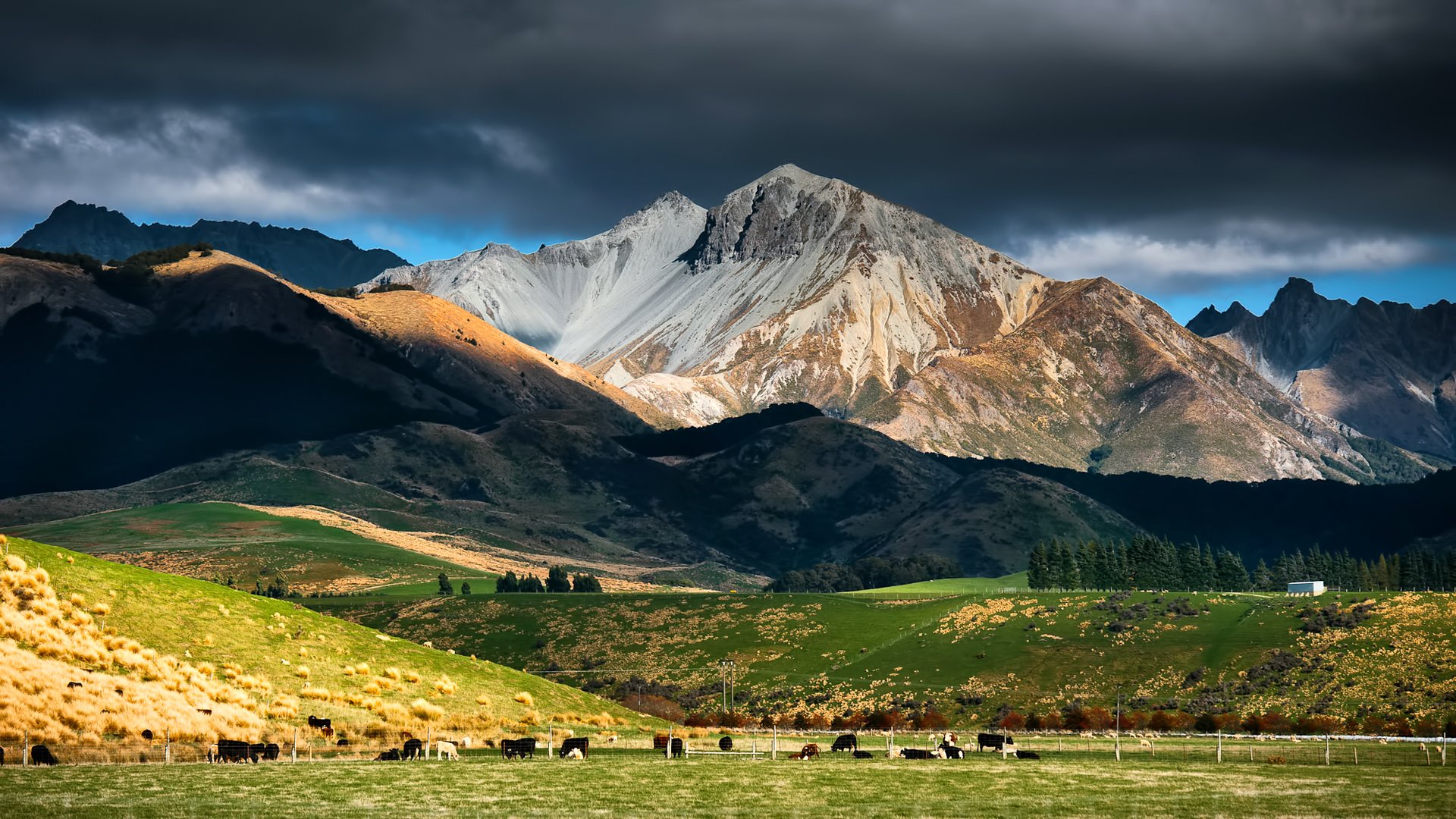 nueva zelanda montañas cielo nubes pasto rebaño vacas ganado