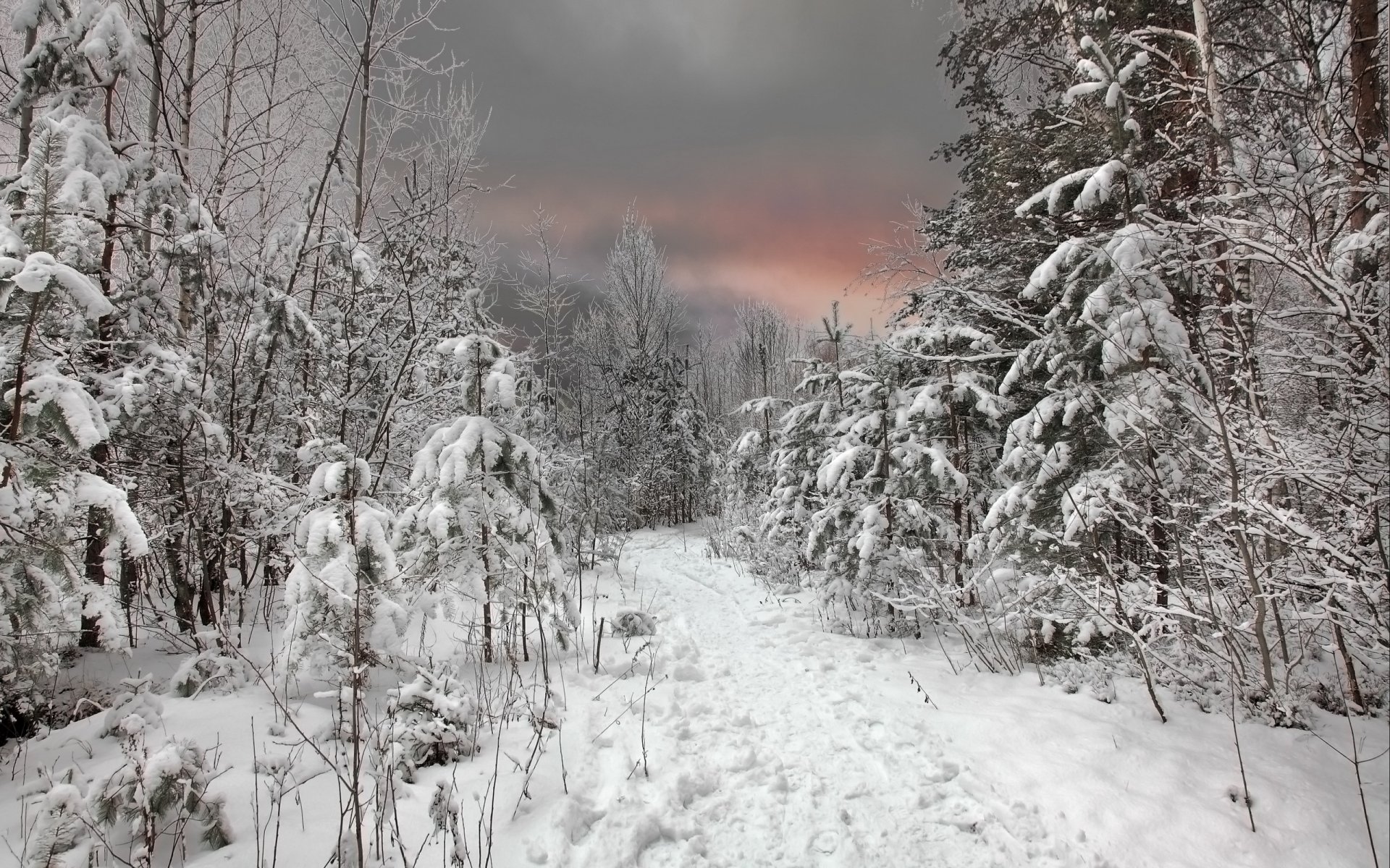 invierno bosque nieve puesta de sol cielo