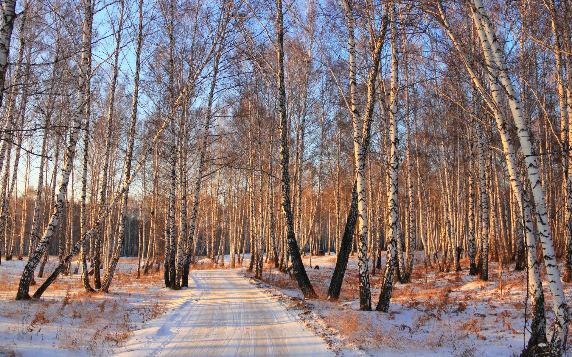 зима лес дорога снег