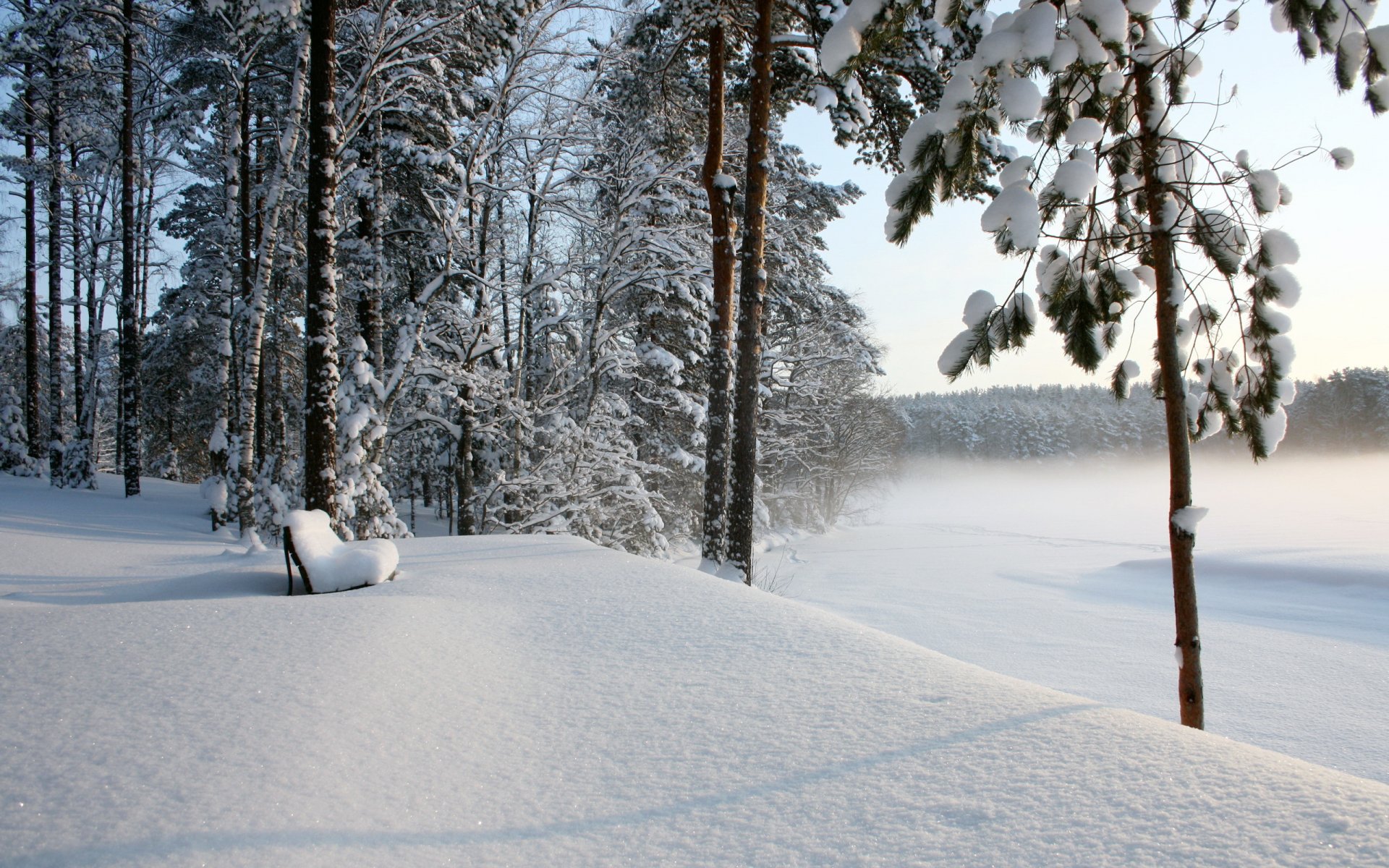 winter schnee wald bank