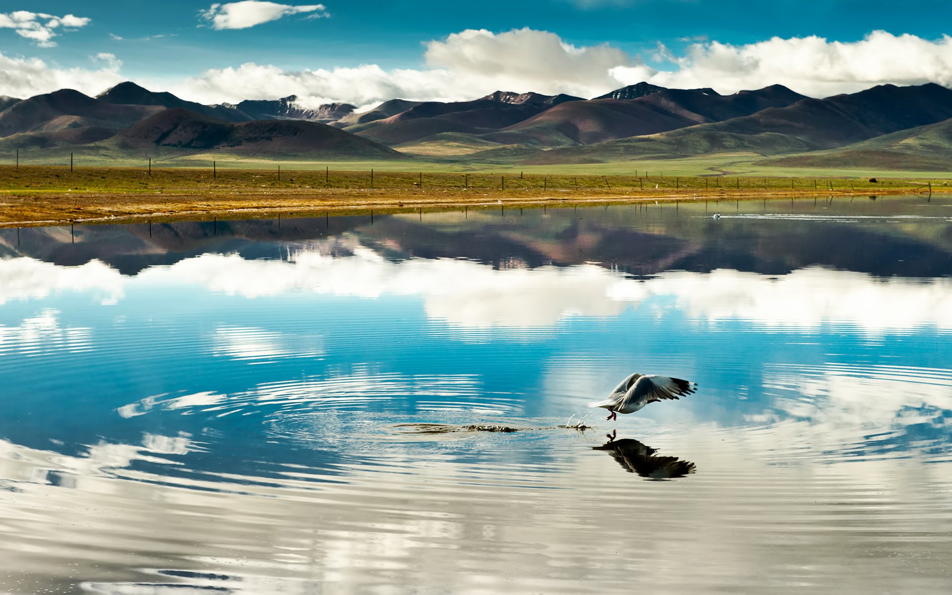 china tibet mountain clouds lake reflection poultry flight