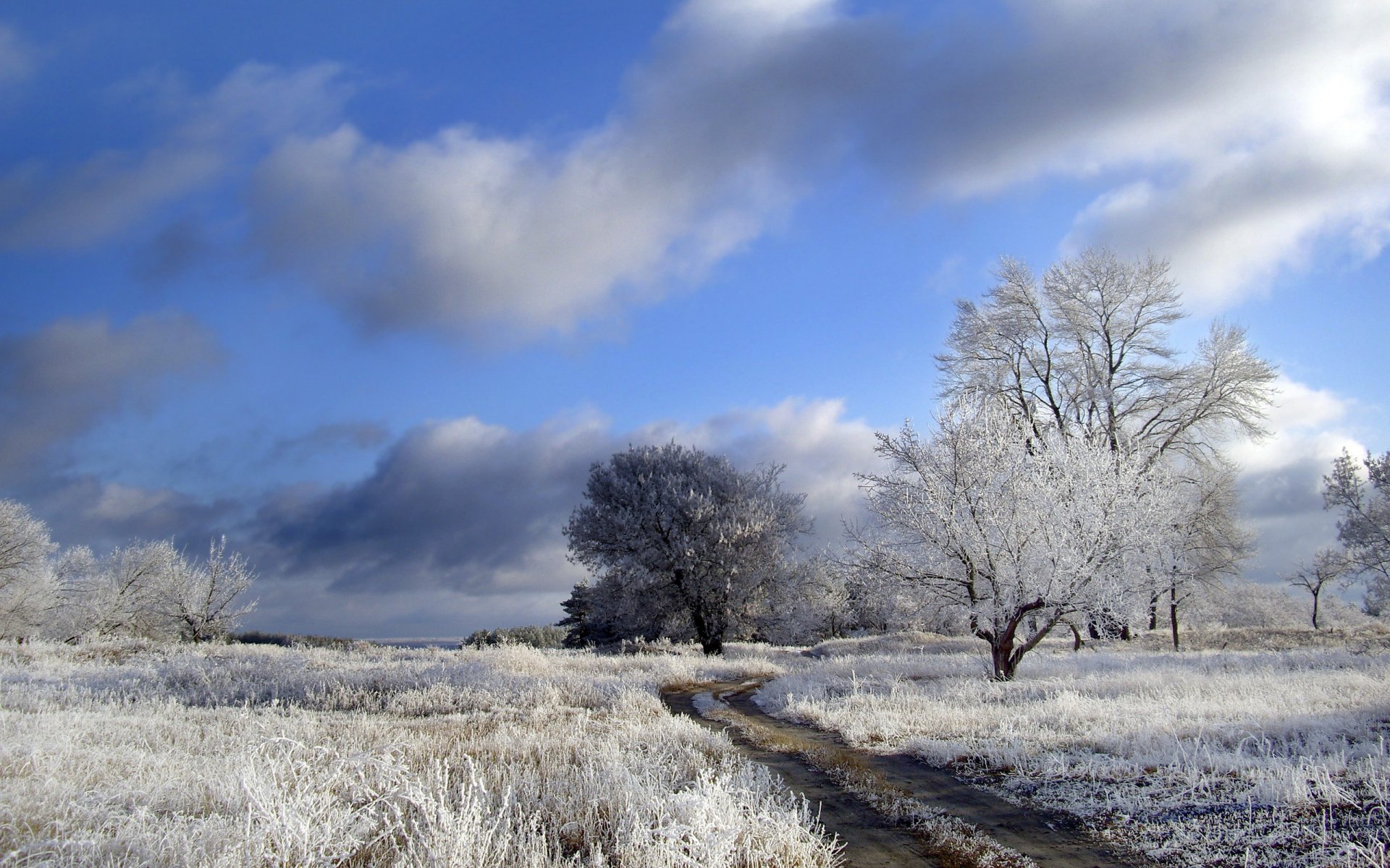 invierno campo camino árboles