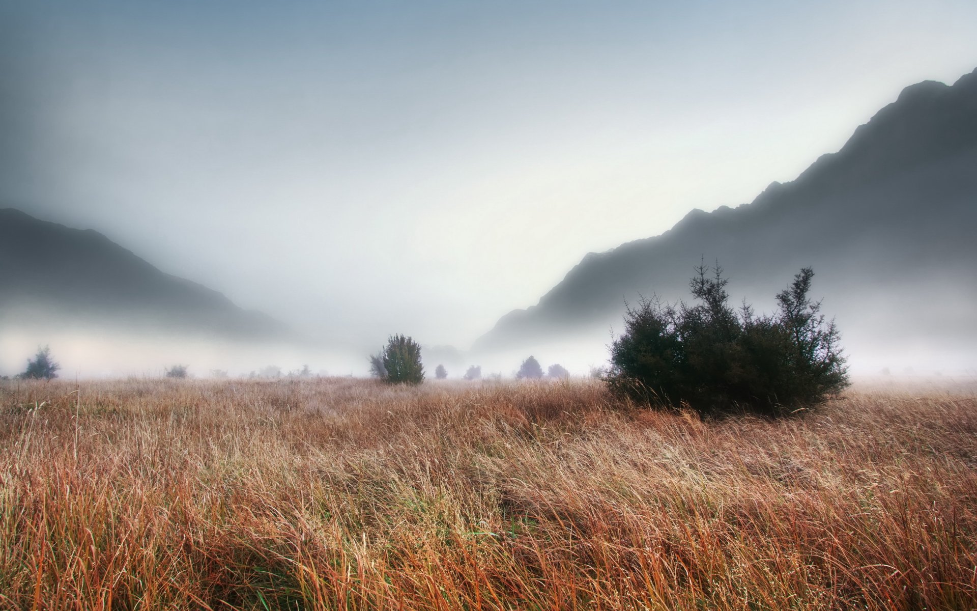 campo nebbia erba paesaggio