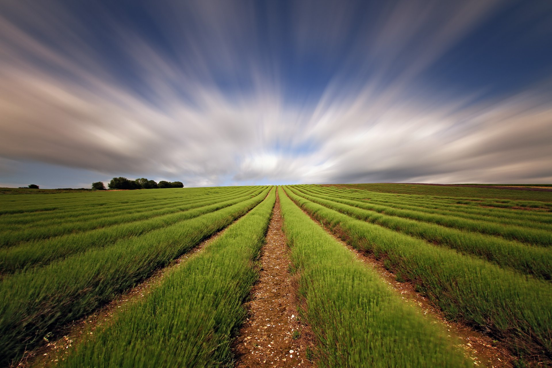 campo lavanda cielo extracto