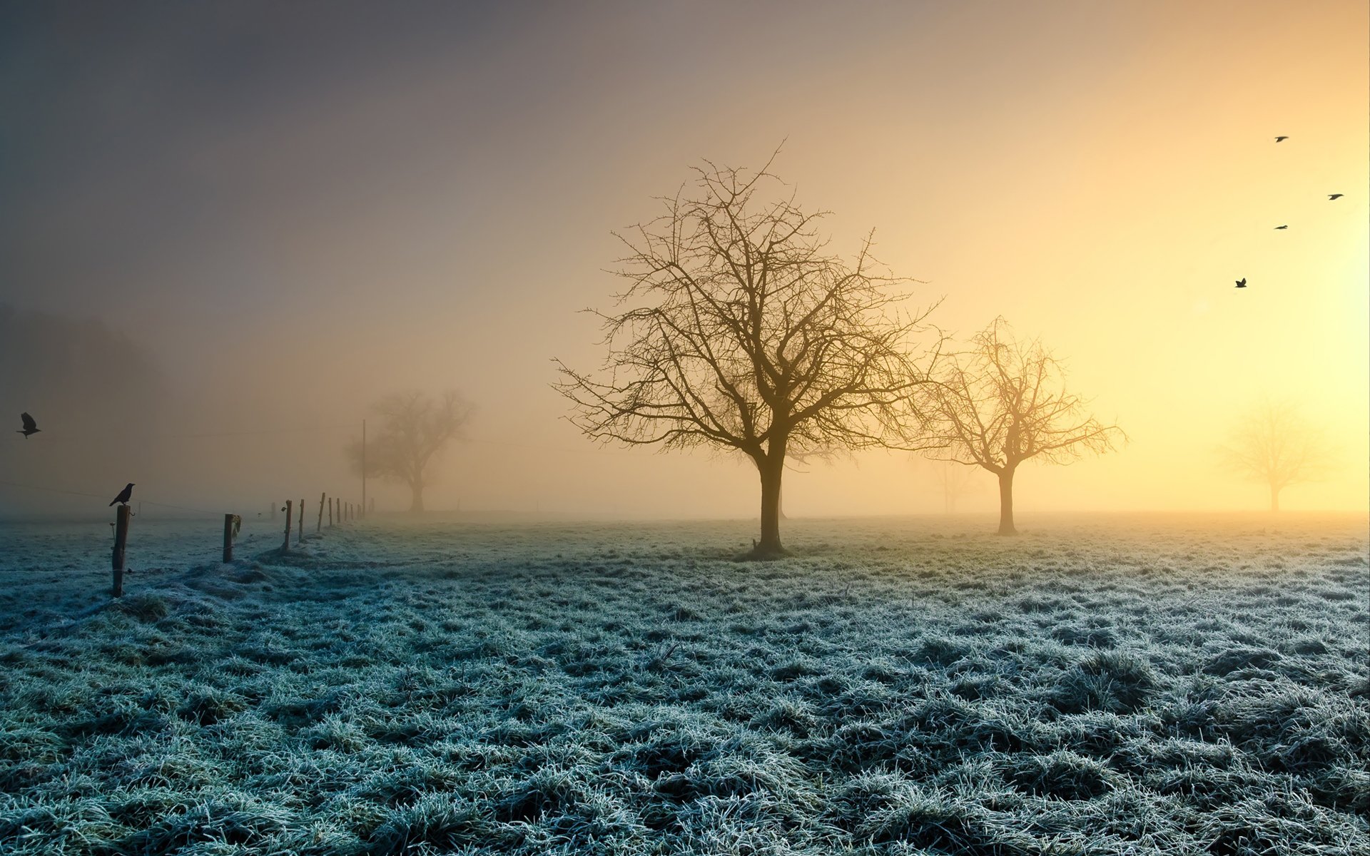 tree grass frost birds sun