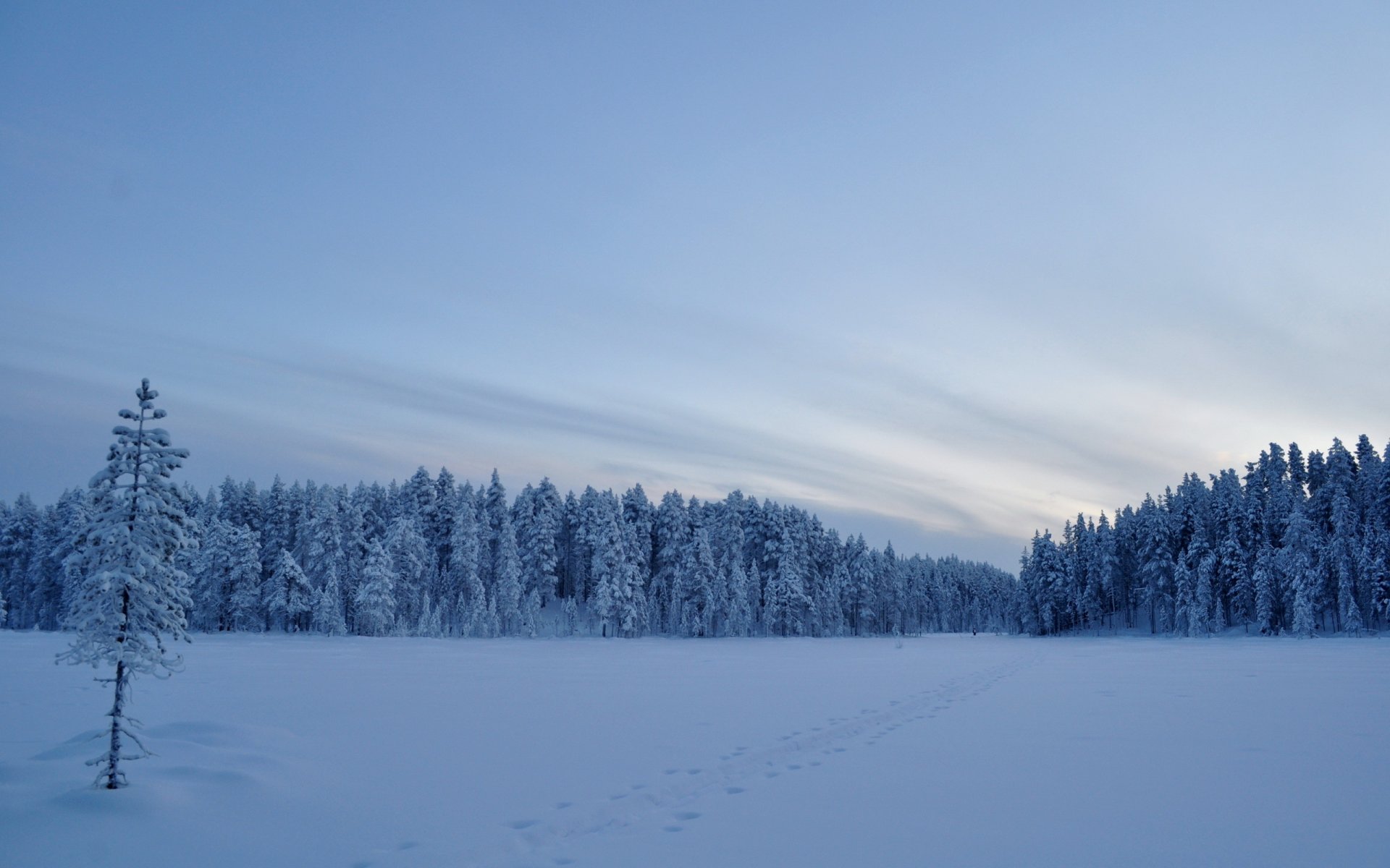 zima pole śnieg drzewa