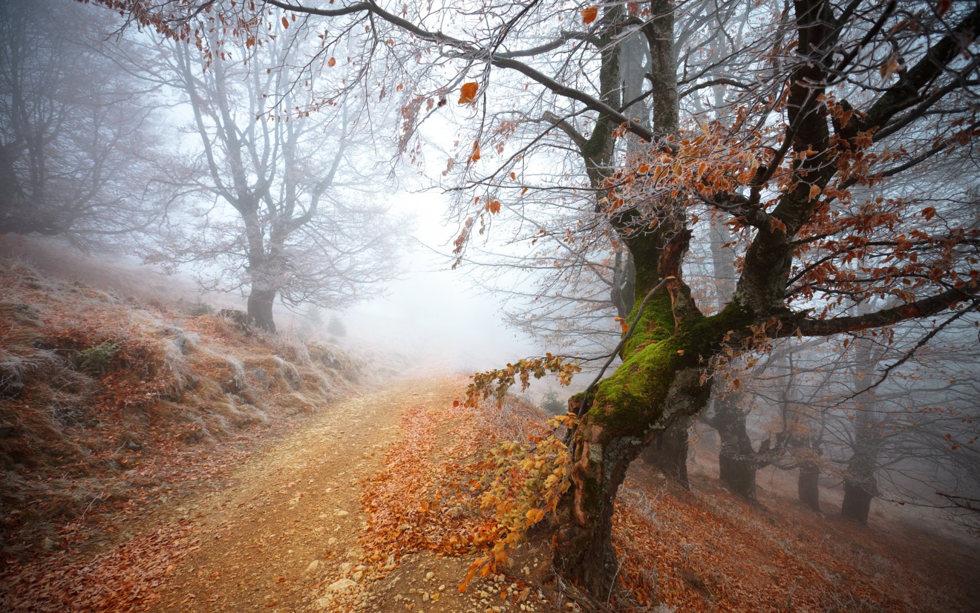 congelati foresta