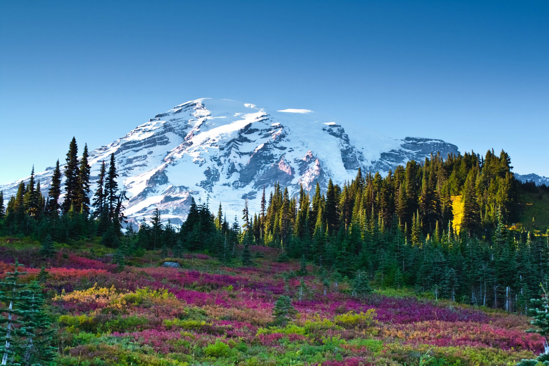 montagne ciel fleurs forêt