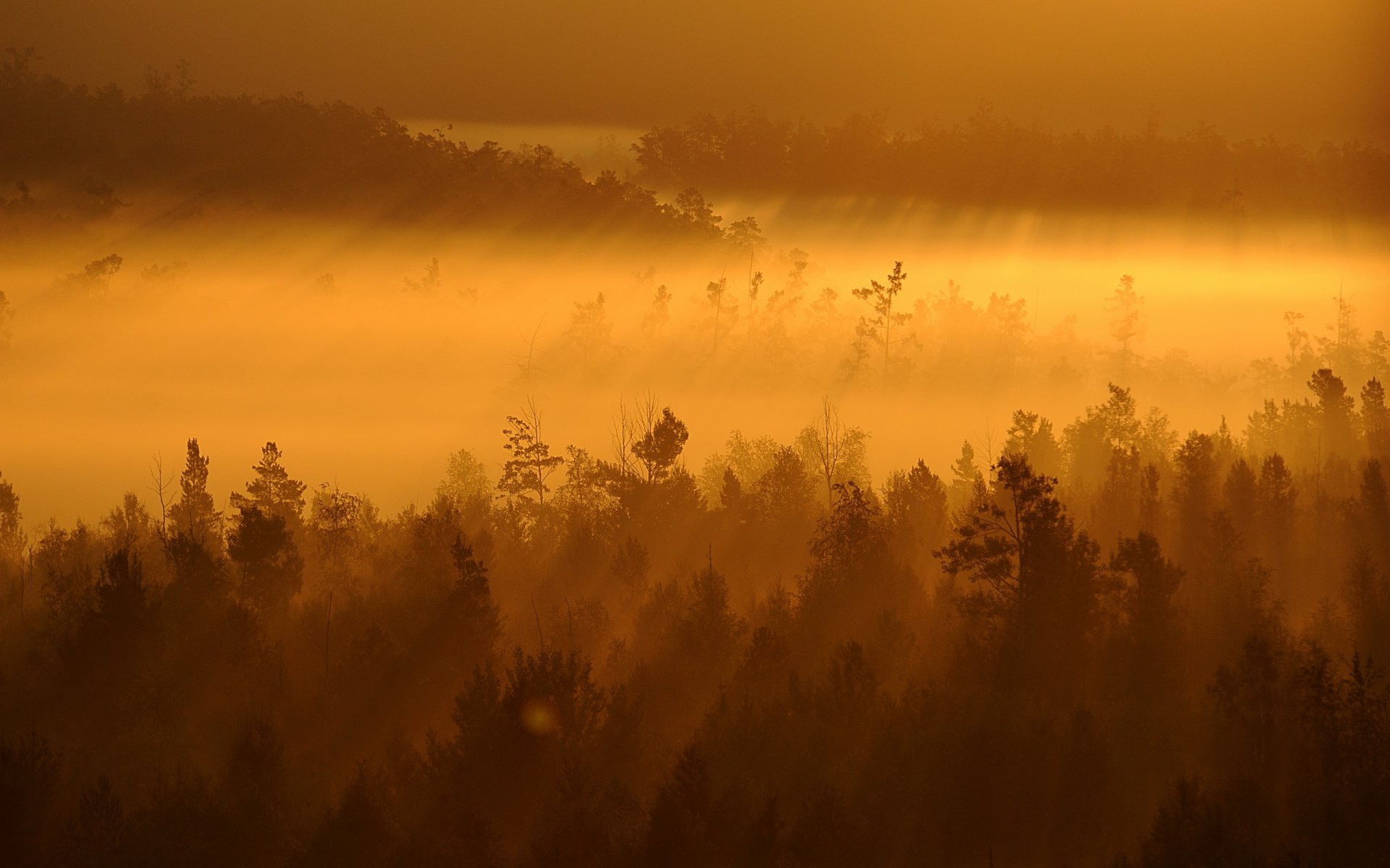 coucher de soleil brouillard arbres paysage