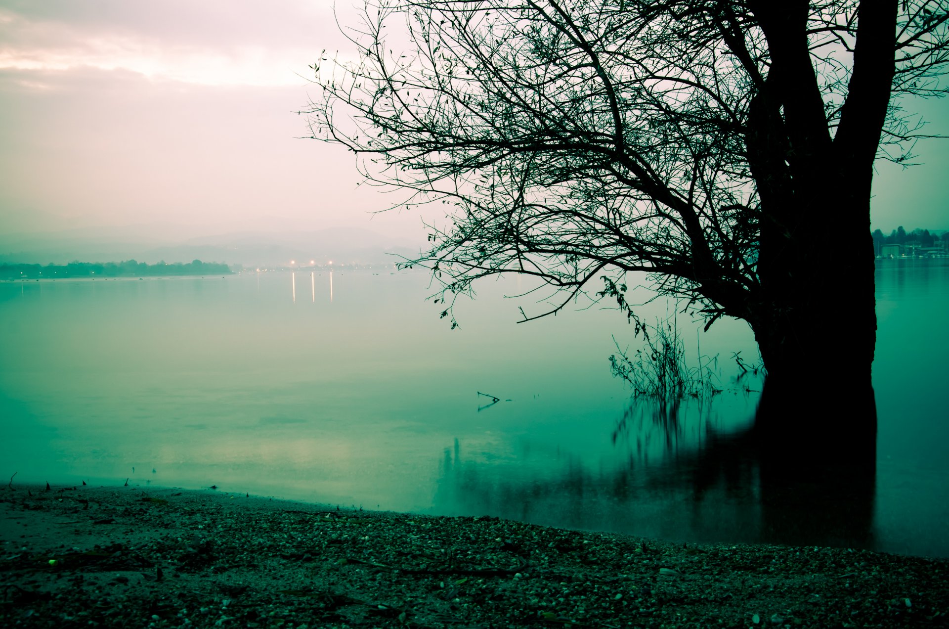 nebbia lago mattina albero riva