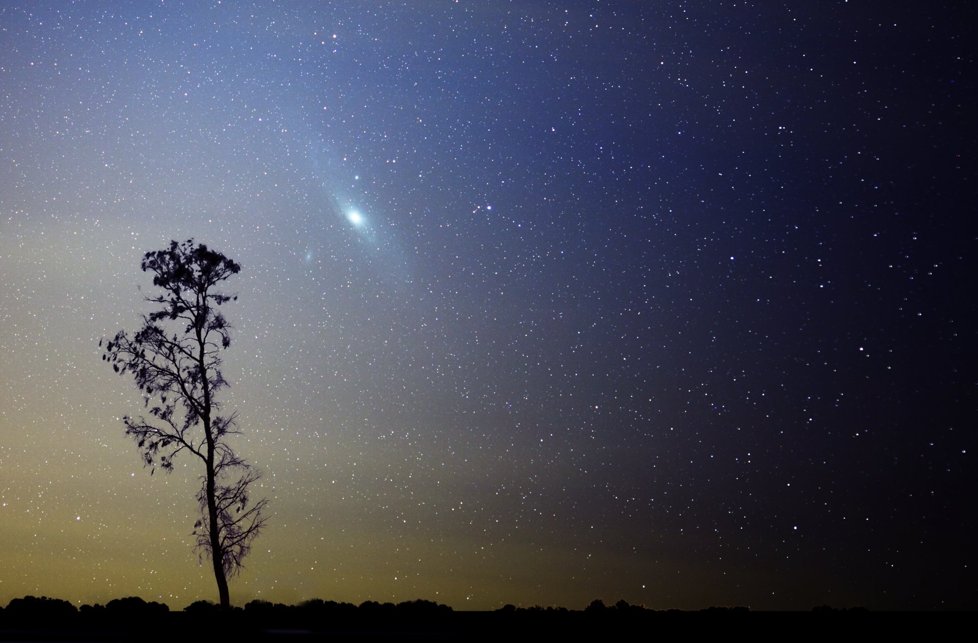 galaxie m31 andromeda sterne baum