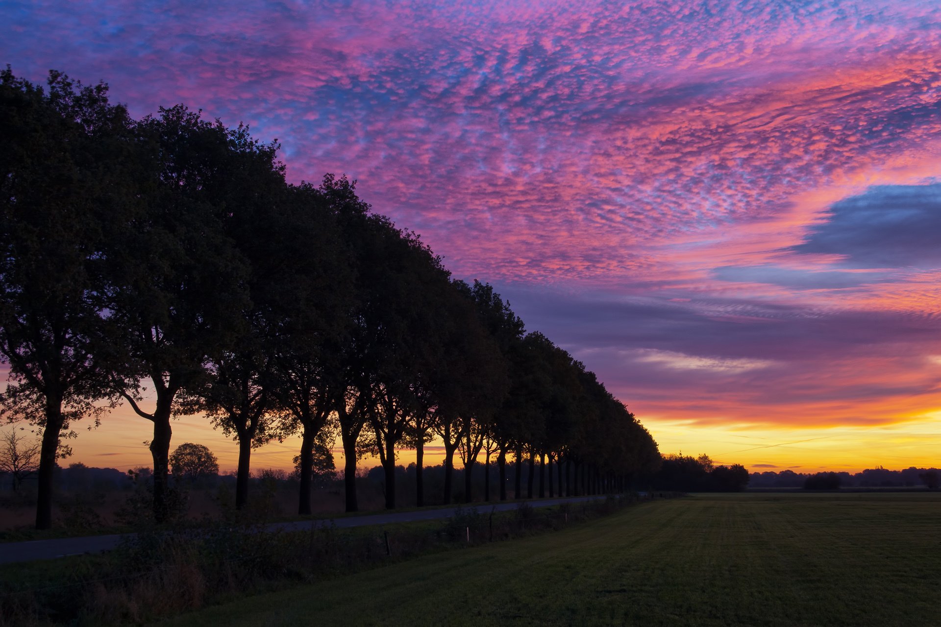 arbres champ soir coucher de soleil