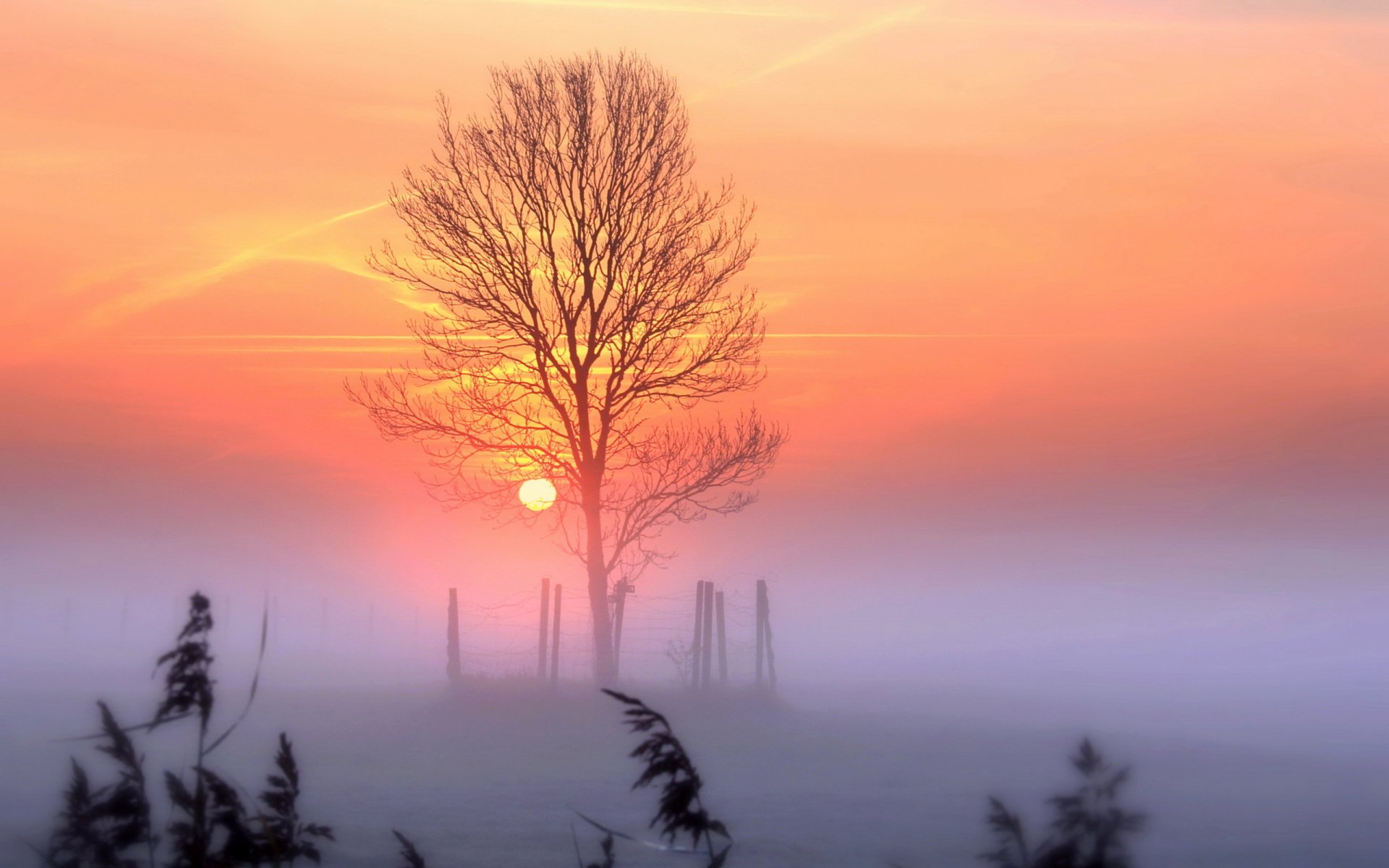 unset sky tree landscape