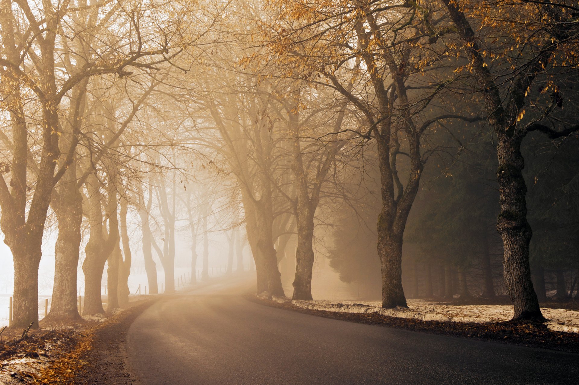 straße weg asphalt in der ferne nebel dunst morgen herbst jahreszeit schnee straßenrand gefallene blätter bäume pflanzen angelschnur zaun licht