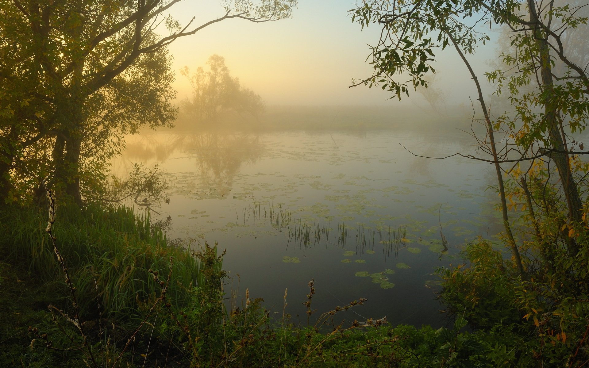 утро река туман природа