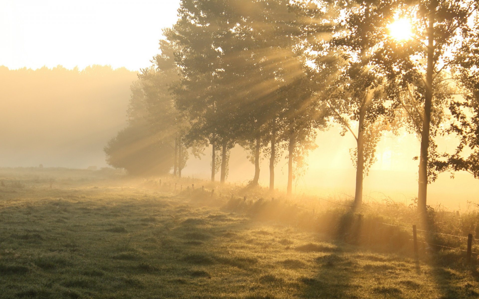 mattina campo alberi luce