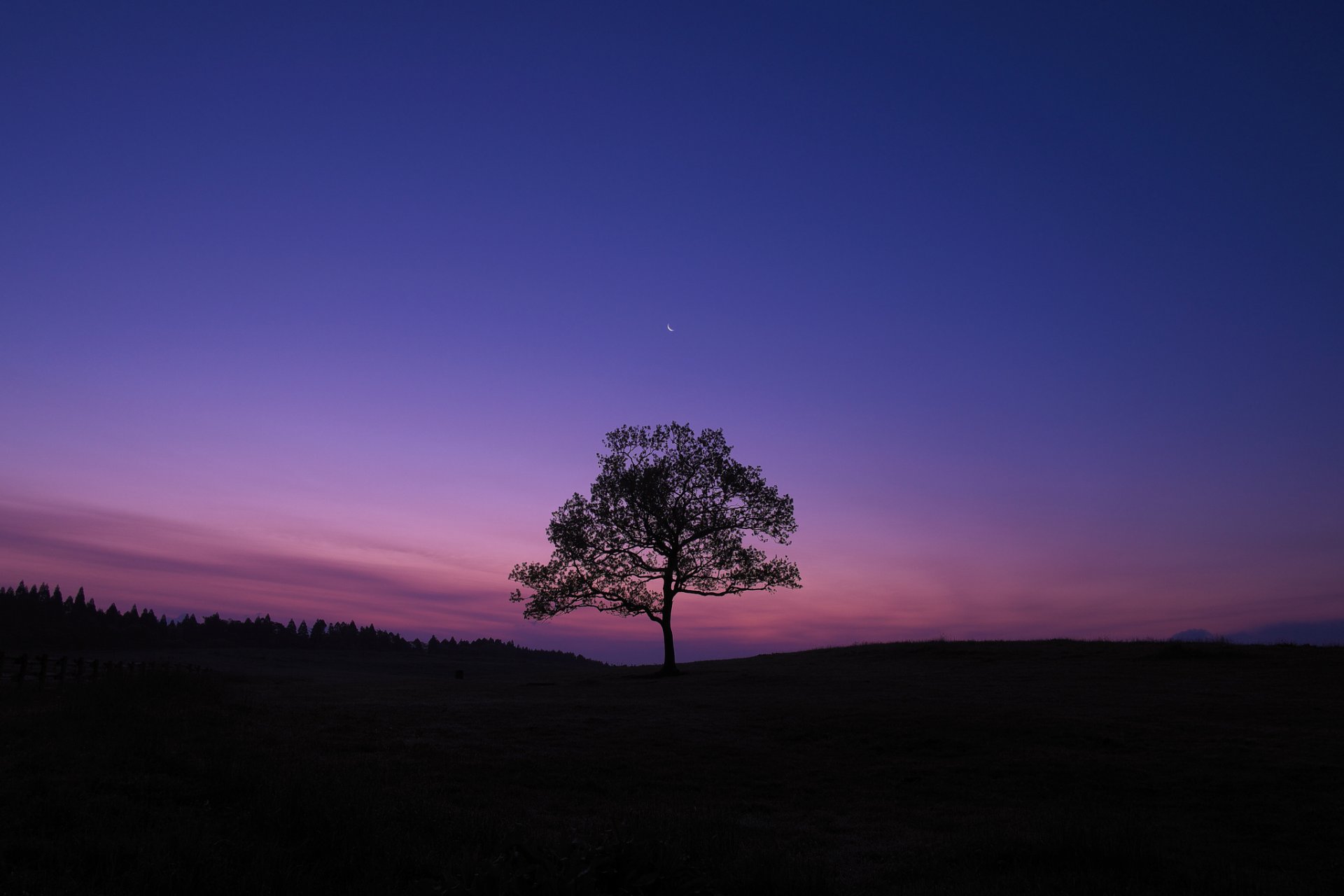 evening sky moon tree x-pro1