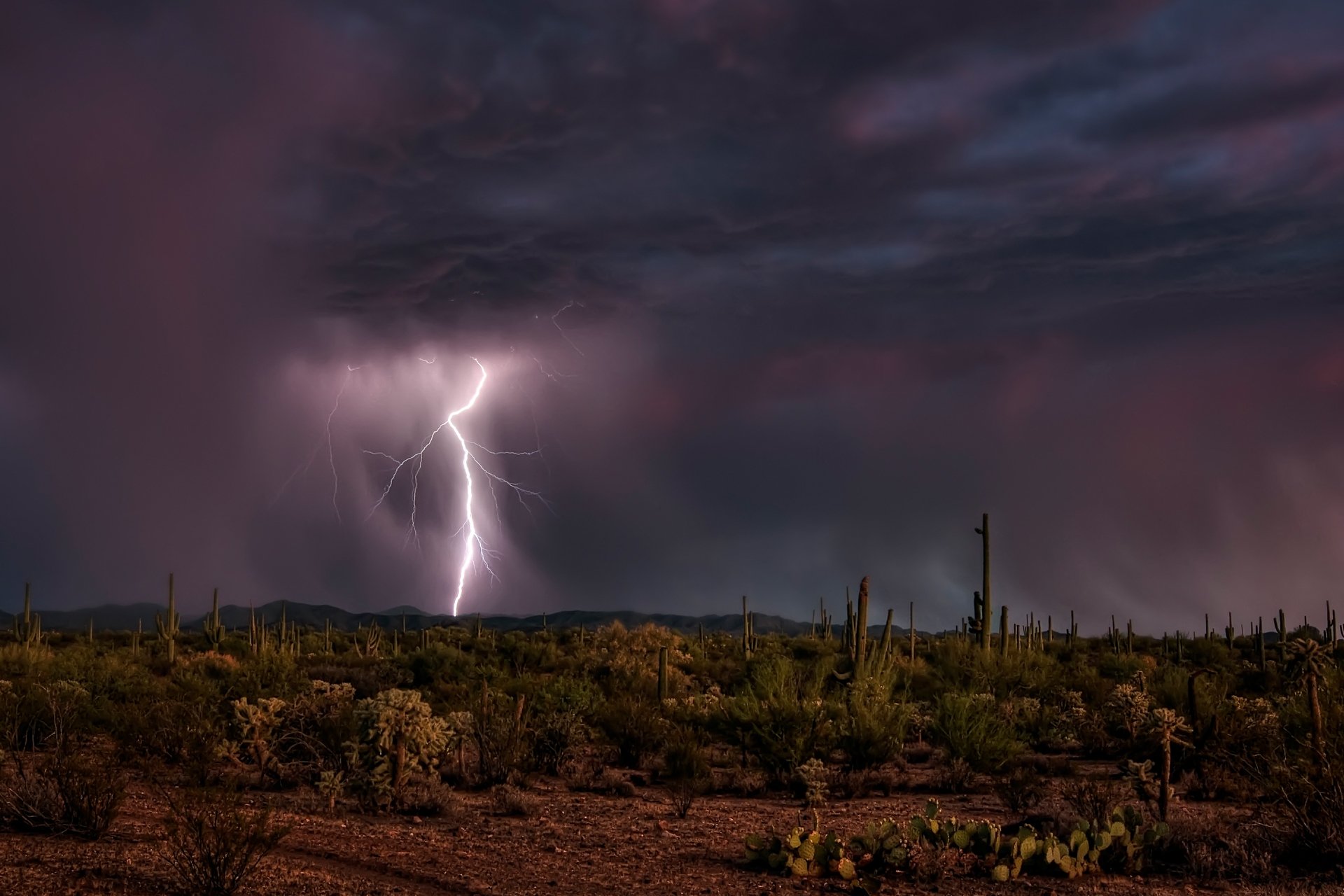 désert ciel nuit cactus foudre