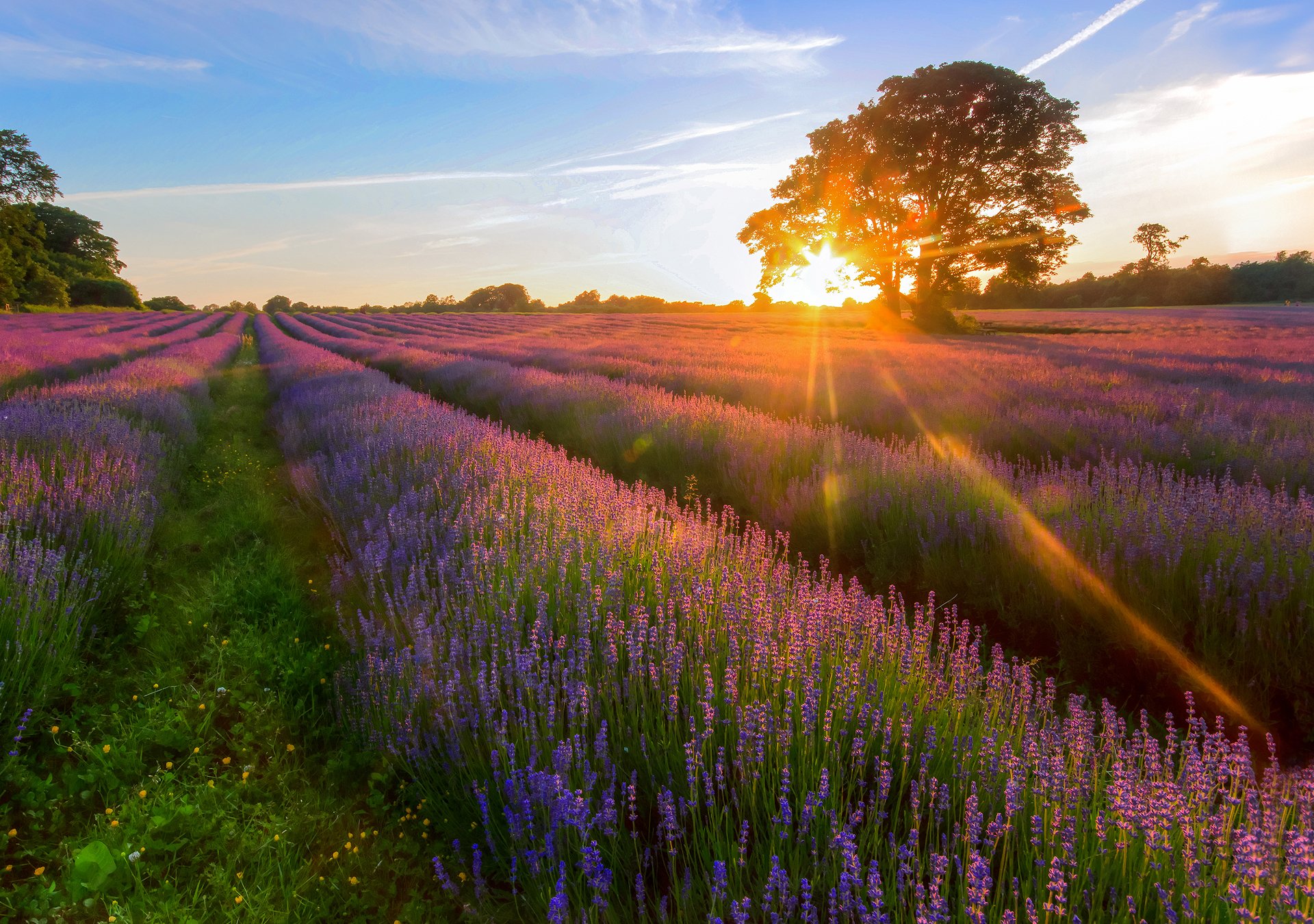 sol rayos árbol campo lavanda verano