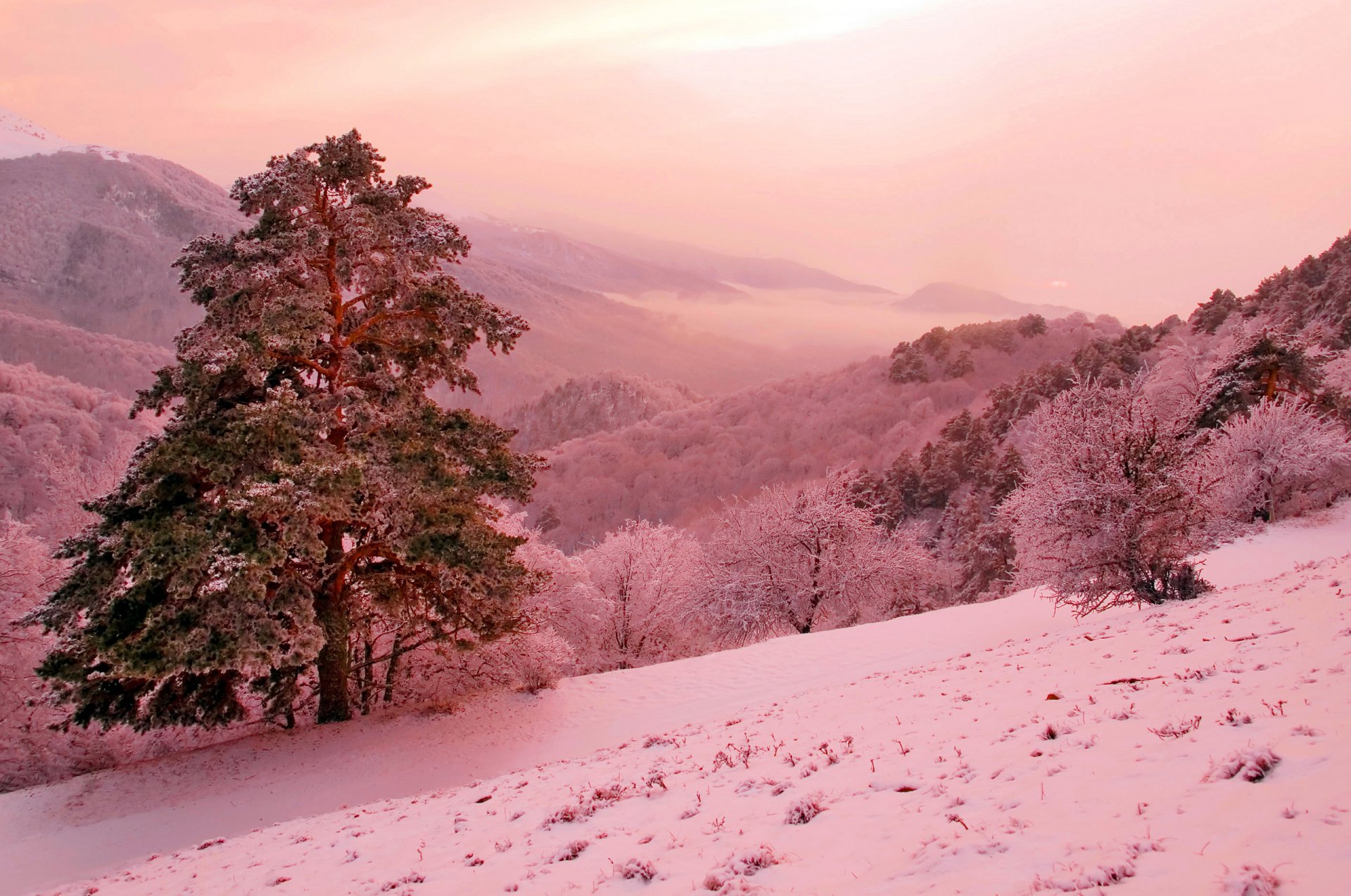 winter mountain slope pine pink fantasy