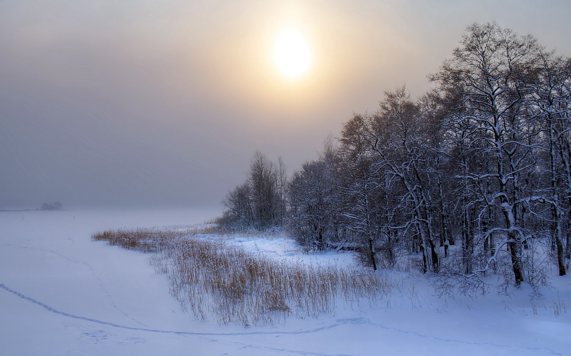 inverno tramonto neve alberi paesaggio natura