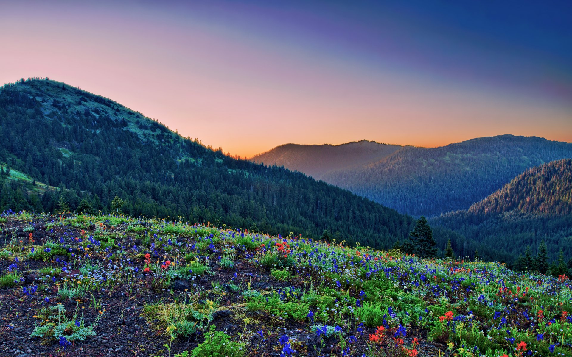 montagna foresta radura fiori