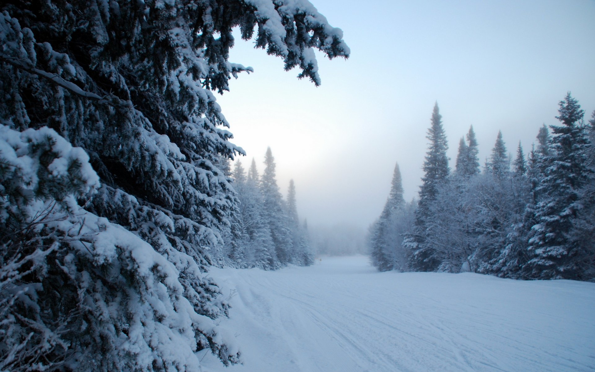 winter fog snow tree