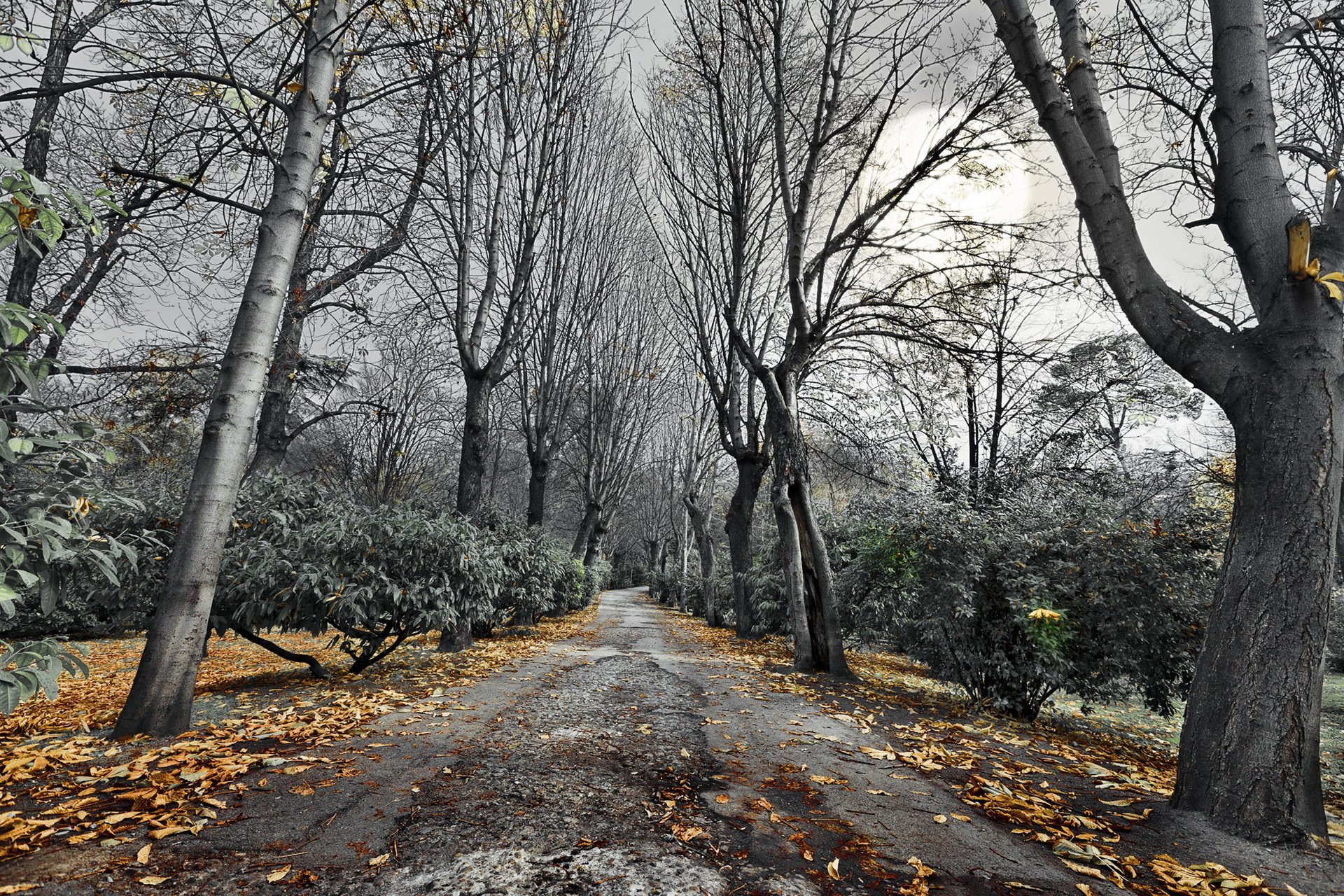 camino árboles otoño paisaje