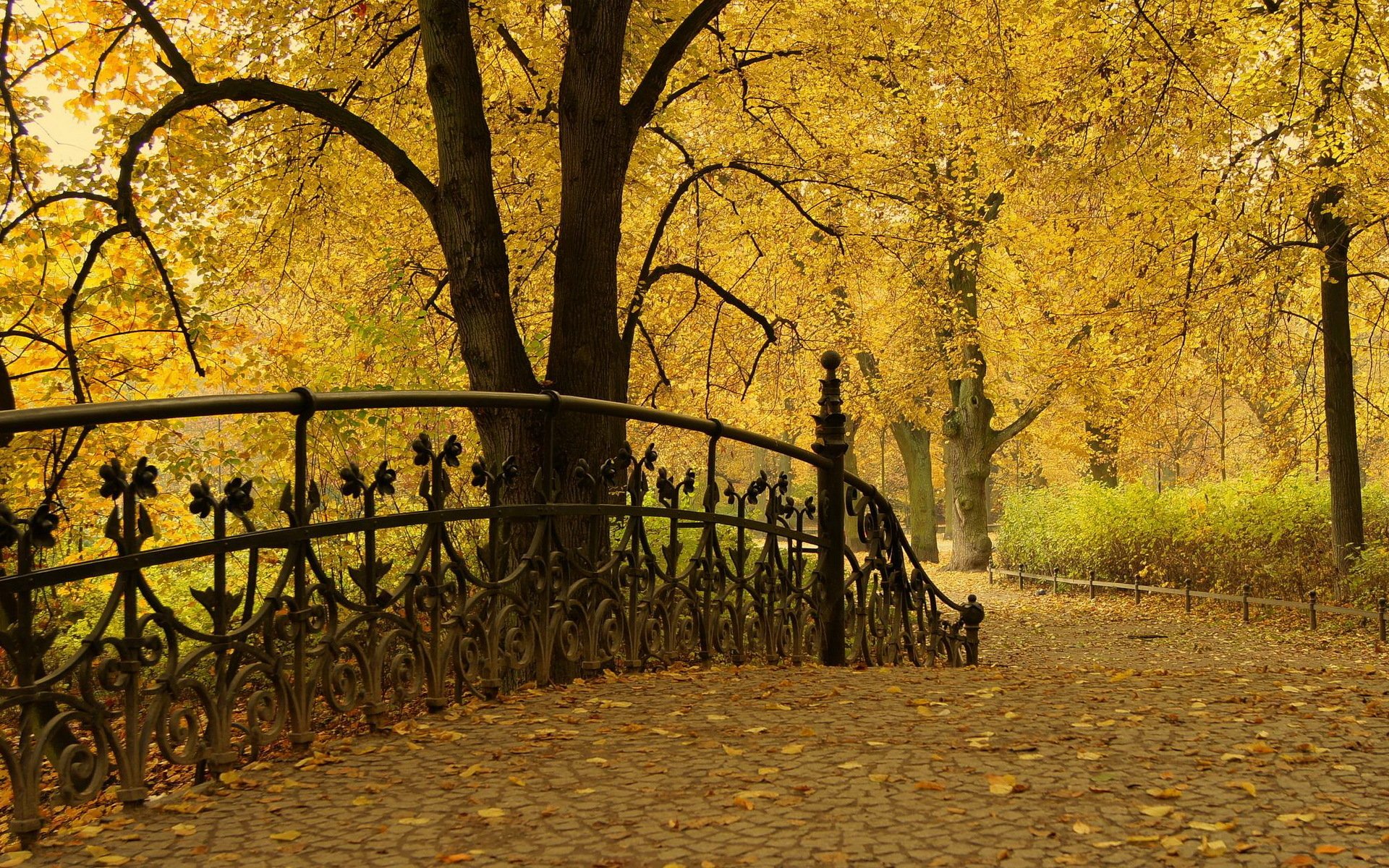 parque otoño árboles hojas