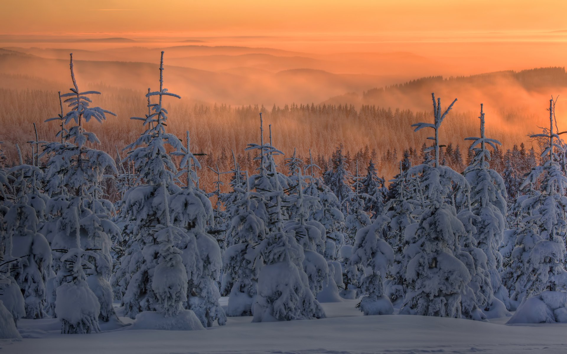 winter schnee tanne weihnachtsbaum wald nebel sonnenuntergang dämmerung