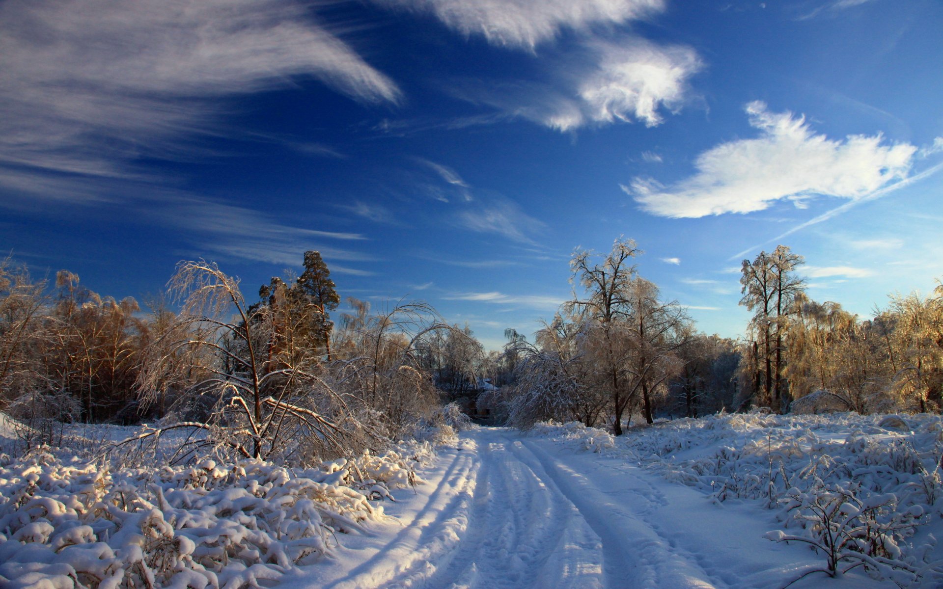 inverno neve foresta