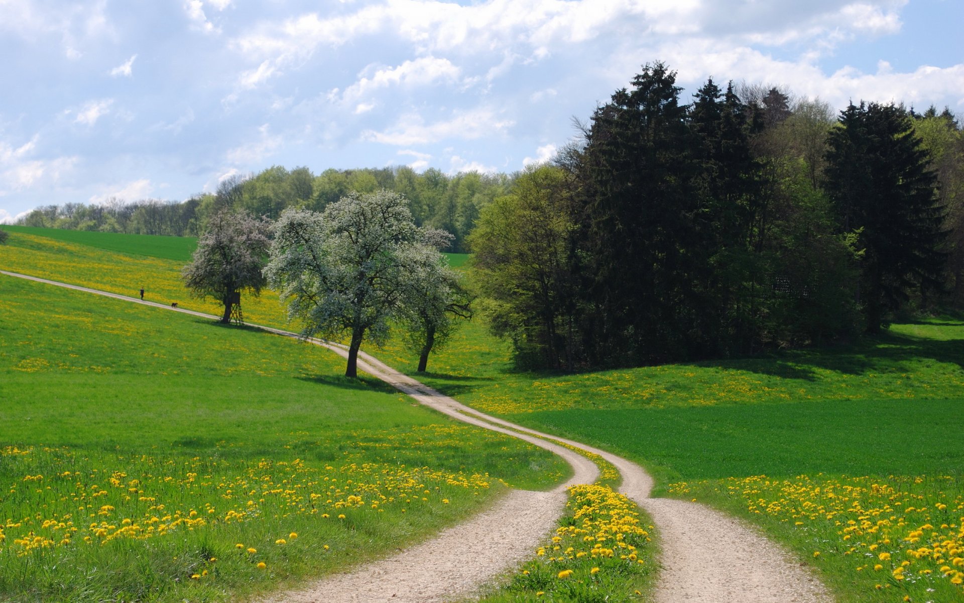 estate campo strada paesaggio