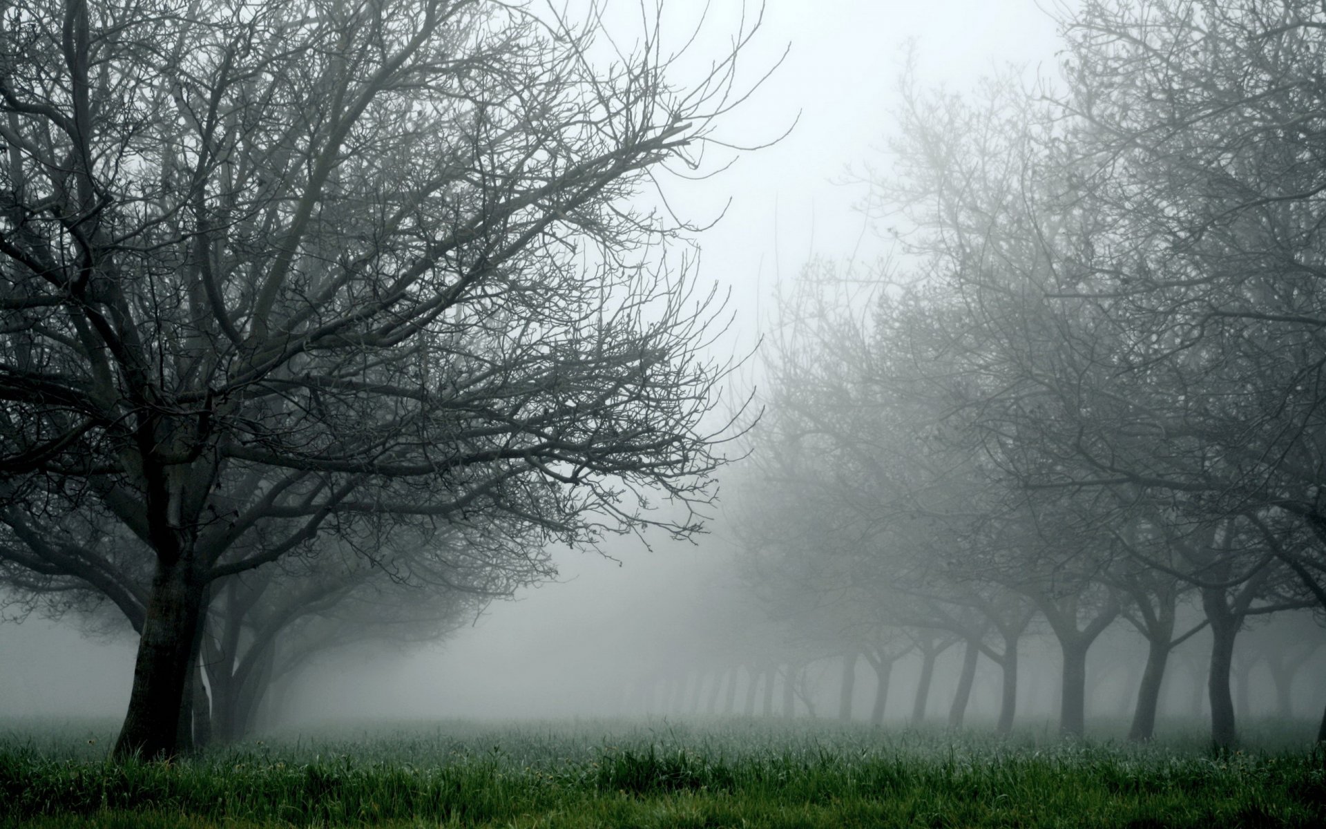 alberi nebbia erba natura