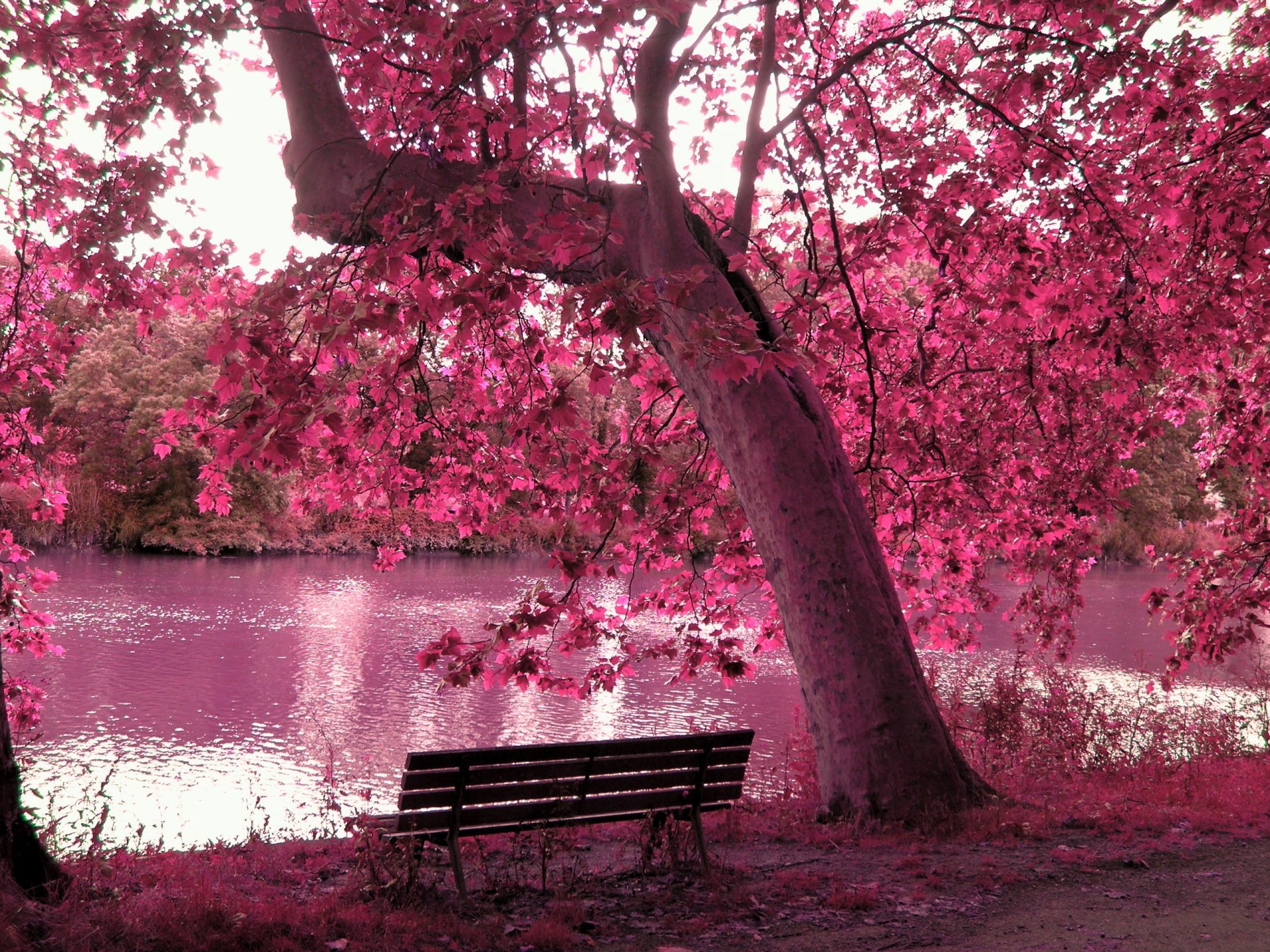 lac étang forêt arbre banc banc branches feuilles automne rose feuillage