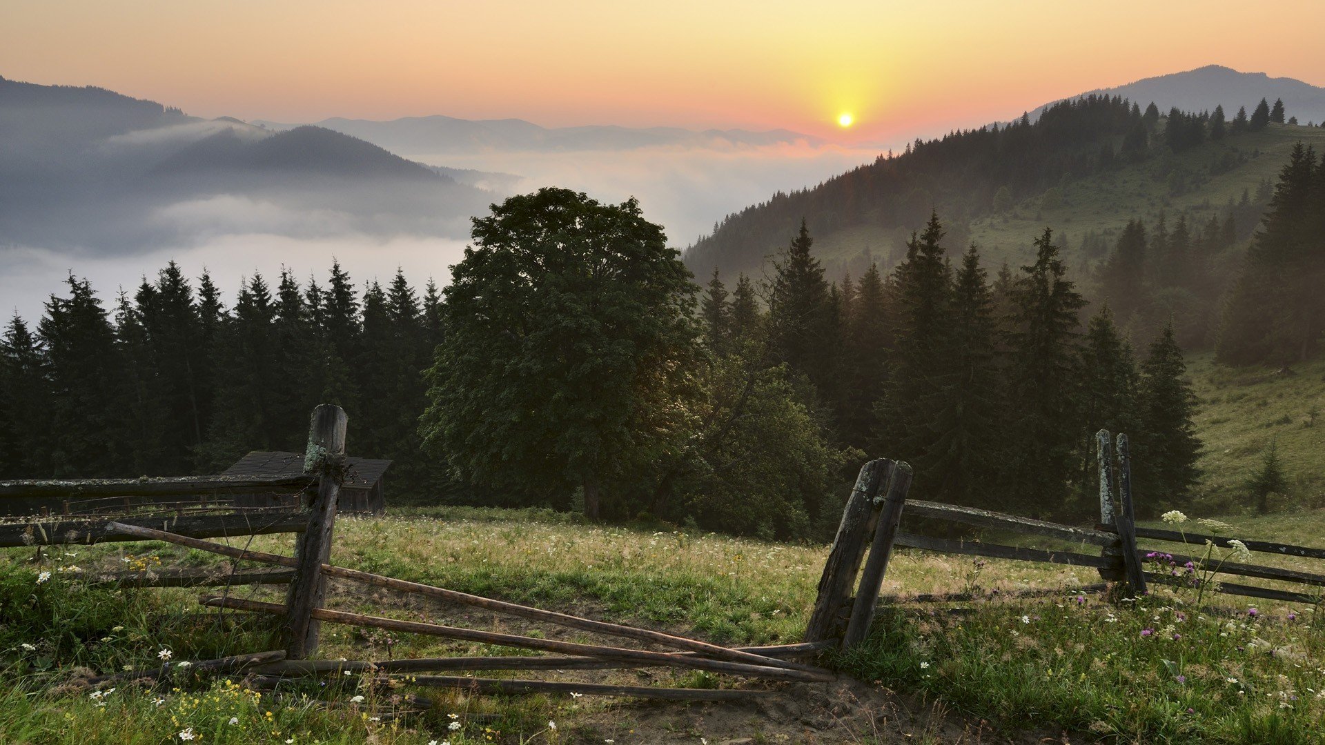 ukraine karpaten ukraine karpaten berge wald zaun gras blumen landschaft sonnenuntergang sonne himmel wolken nebel bäume