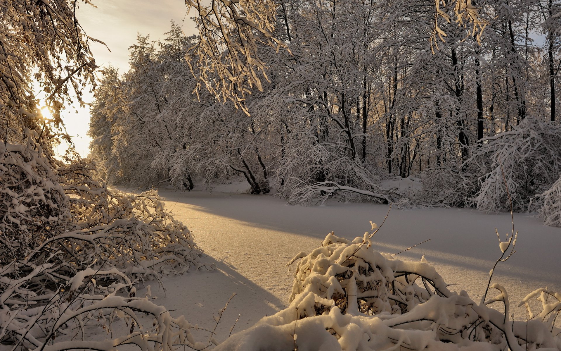 invierno bosque nieve árboles