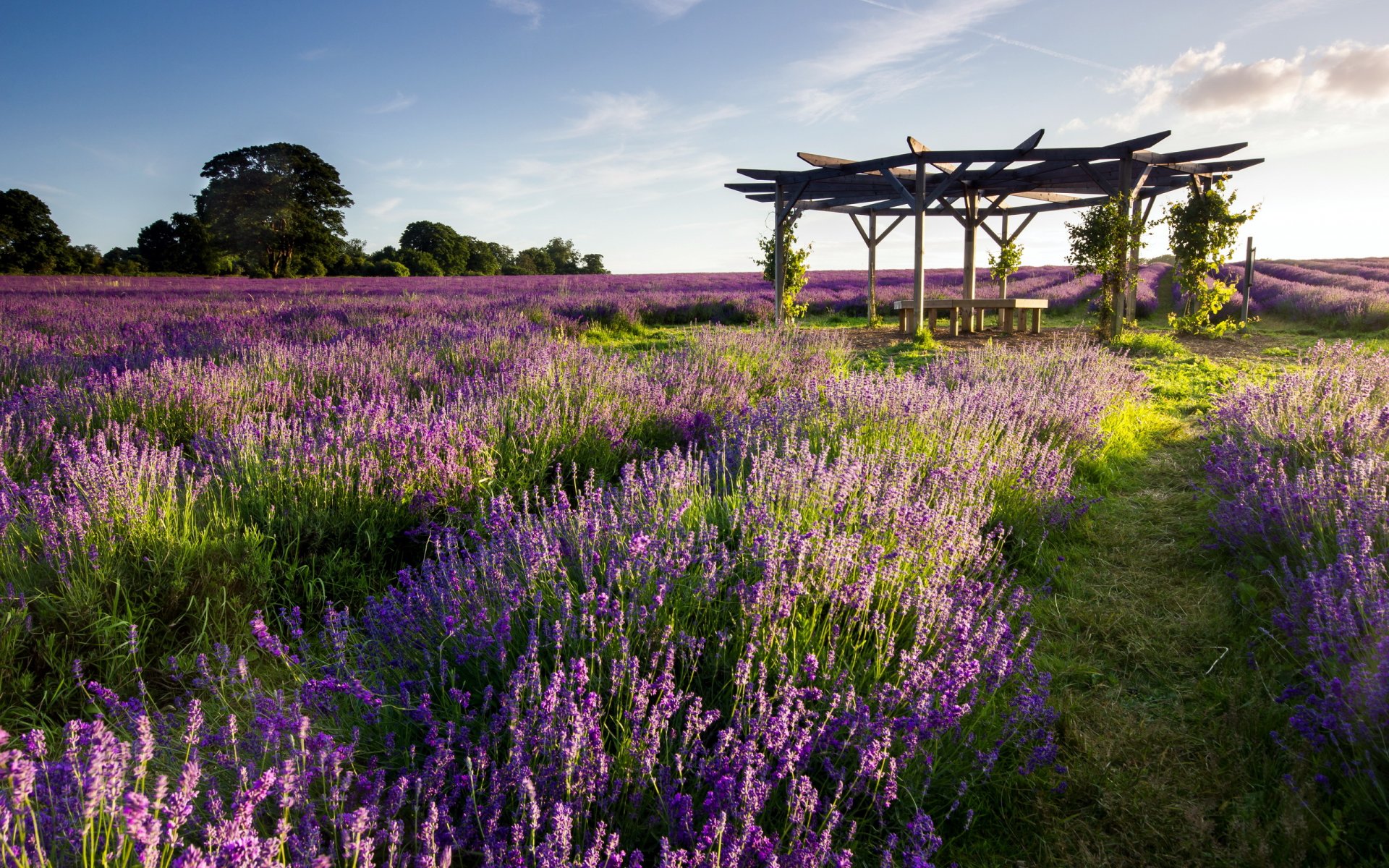 feld lavendel wächter landschaft