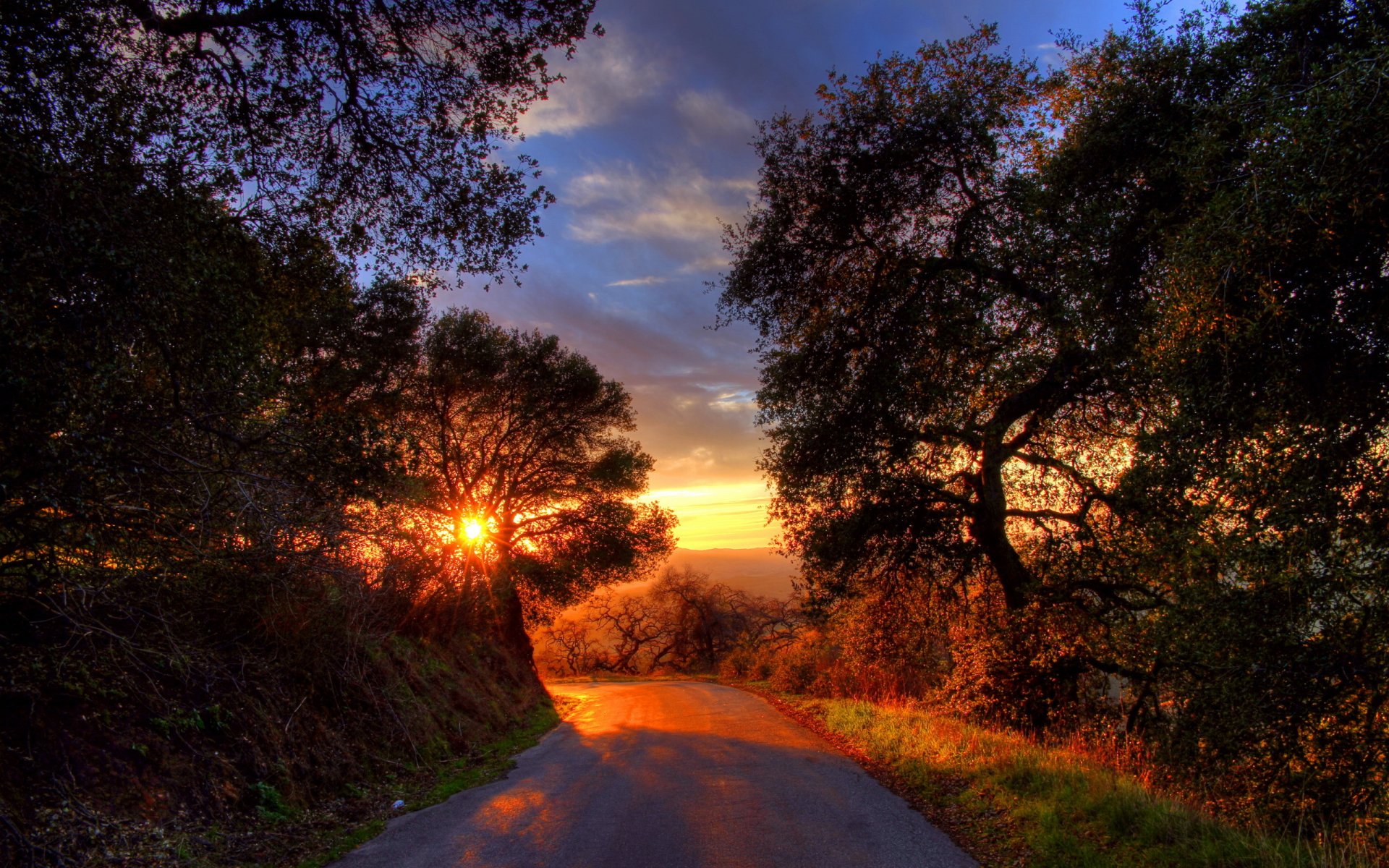 camino árboles puesta de sol paisaje