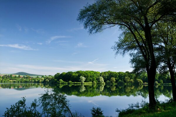 Flauschiges Grün am Ufer des blauen Teiches